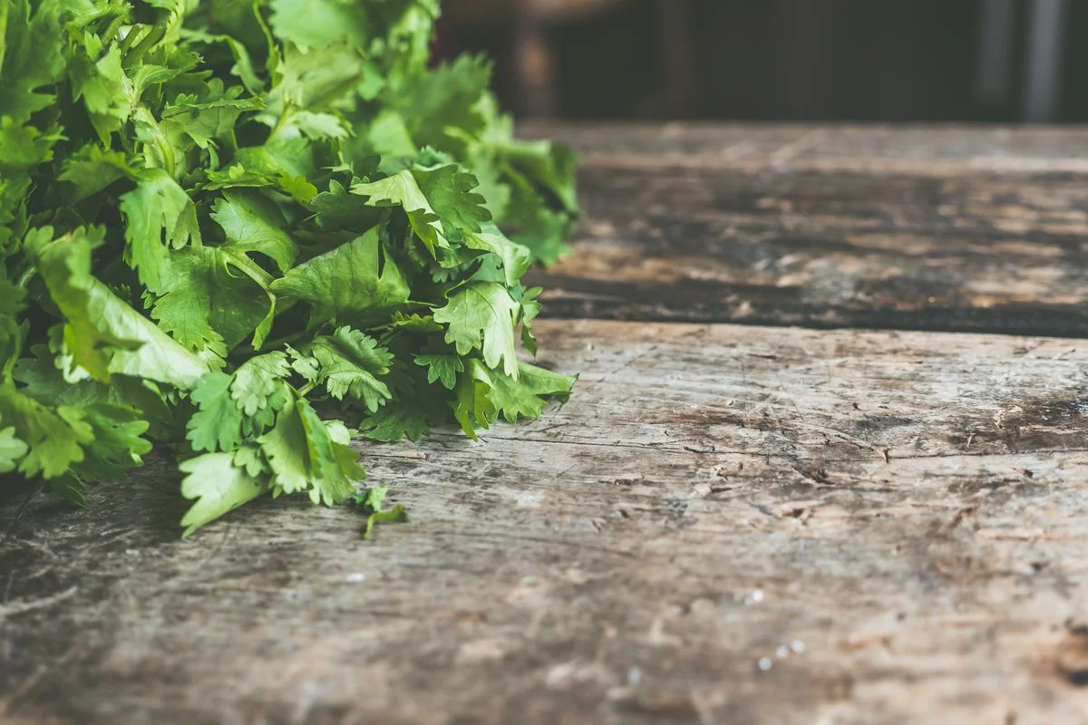 Fresh Coriander (Cilantro)